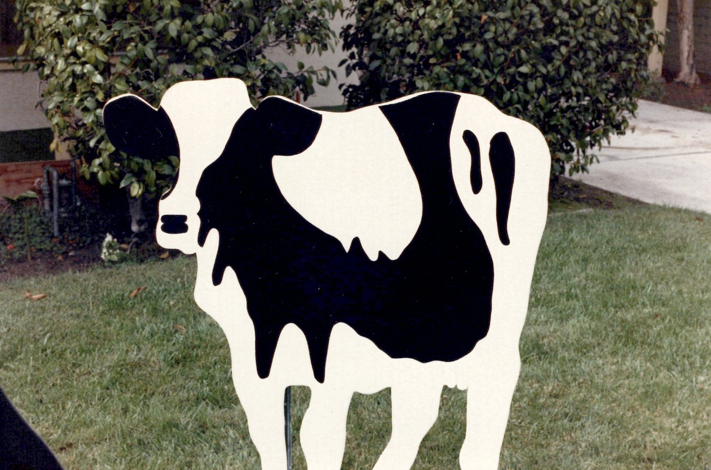 Original black and white cow yard art close-up showing the painted patch design